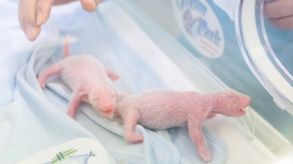 Seltener Nachwuchs: Süße Panda-Zwillinge geboren
