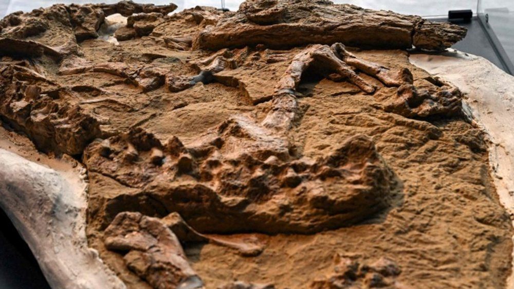 Krokodil-Fossil: Paläontologen enthüllen besonderen Fund