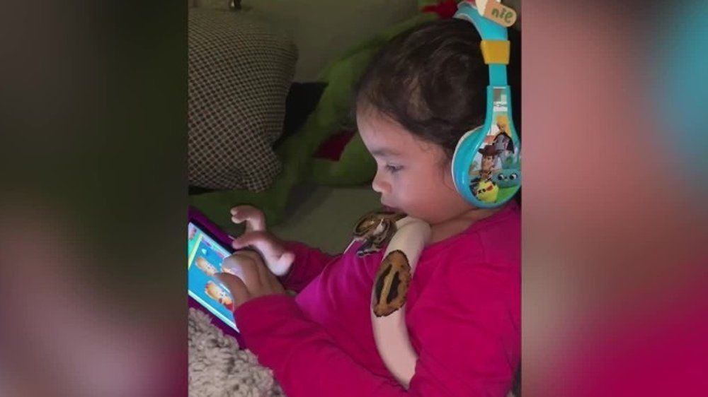 Ungewöhnliche beste Freunde: "iPad-Schlange" Gizmo geht viral