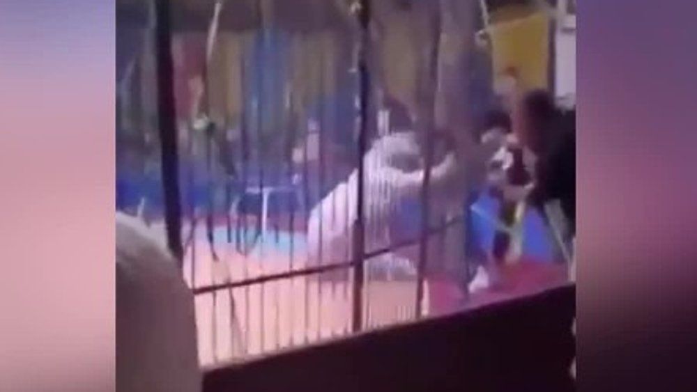 Video: Horror im Zirkus: Tiger zerfleischt Arm von Mitarbeiter
