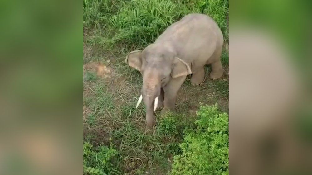 Kein Entkommen: Elefant Sun sitzt seit zwei Jahren auf Insel fest
