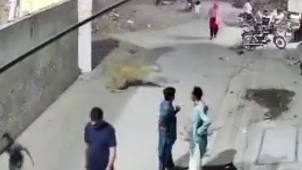 Video: Löwe bricht aus: Mutter und Kinder bei Flucht angegriffen