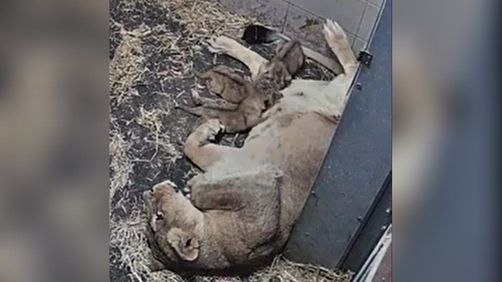 Video: Seltener Tiernachwuchs: Schweriner Zoo begrüßt Löwen-Drillinge