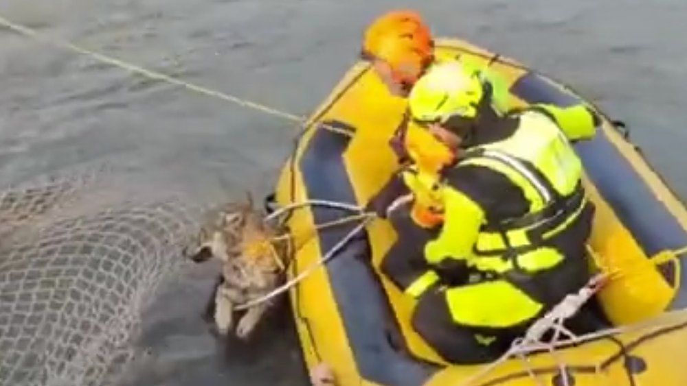 Video: Feuerwehr rettet Wölfin aus Kanal
