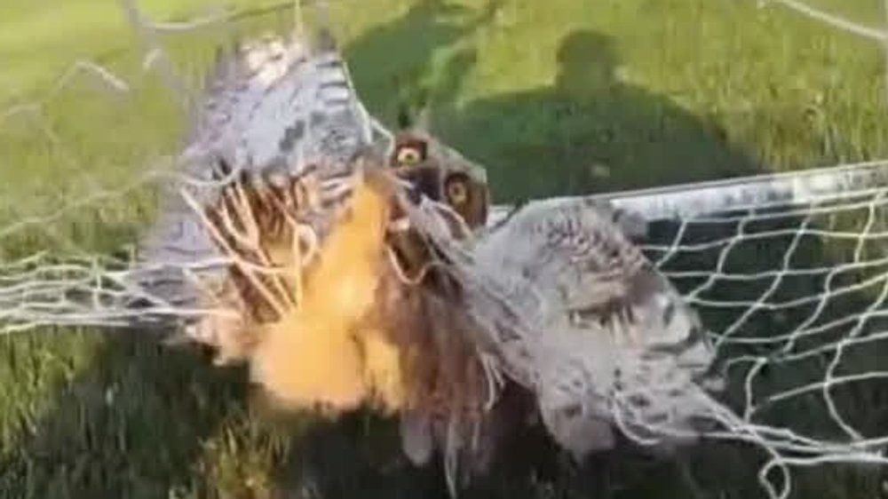 Video: Eule muss aus Fußballtor befreit werden