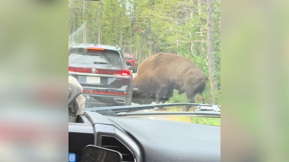 Video: Reifen geplatzt! Bison attackiert Auto