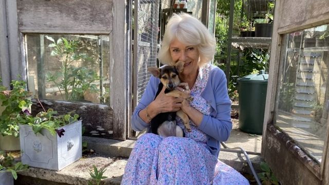 Video: Königin Camilla zeigt erstmals ihren süßen Welpen Moley