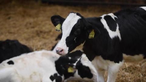 Dank Vr Brille Russische Kuhe Geben Mehr Milch Kolner Stadt