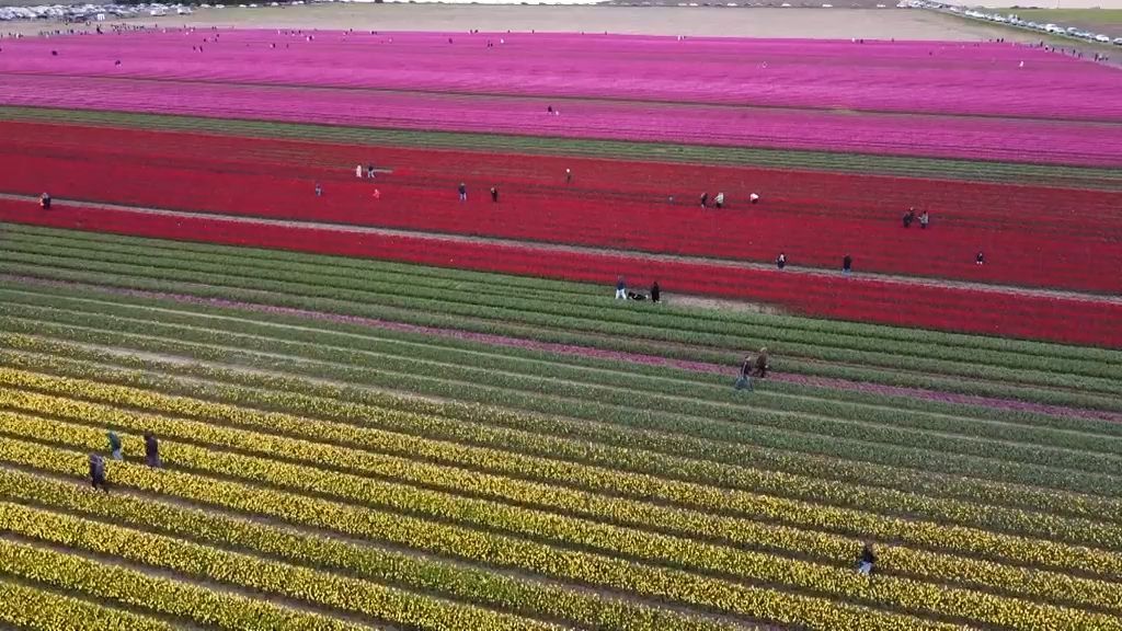 Farbiges Blütenmeer: Millionen Tulpen blühen in Niedersachsen