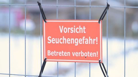 Maul- und Klauenseuche bei Berlin: Tötung von Schweinen geplant