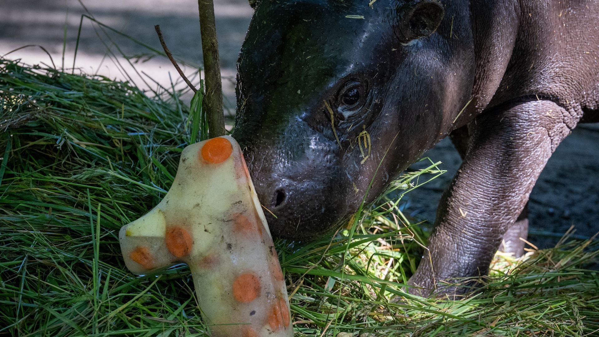 Happy Birthday Hippo: Toni turns 1 - and will soon leave Berlin Zoo