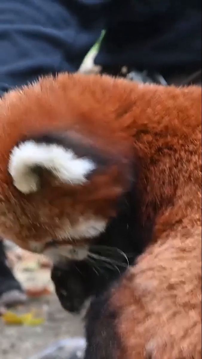 Tiermedizin 2.0: Mobiles Röntgengerät im Magdeburger Zoo