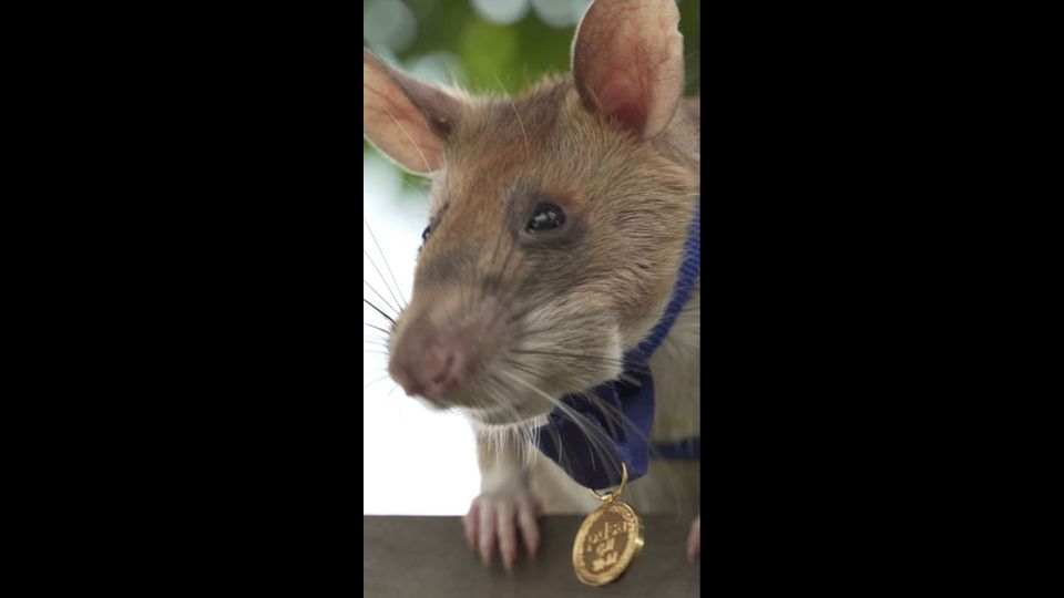 Denkmal für eine Ratte: Minenheld Magawa wird zur Legende