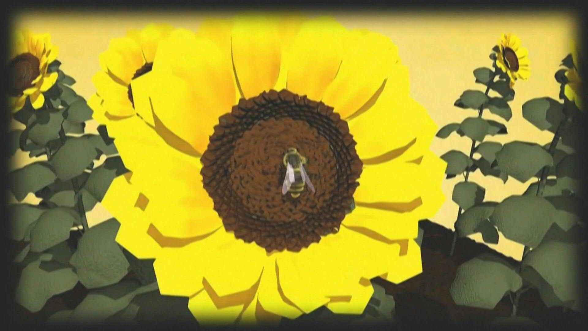 Videografik: Pestizide