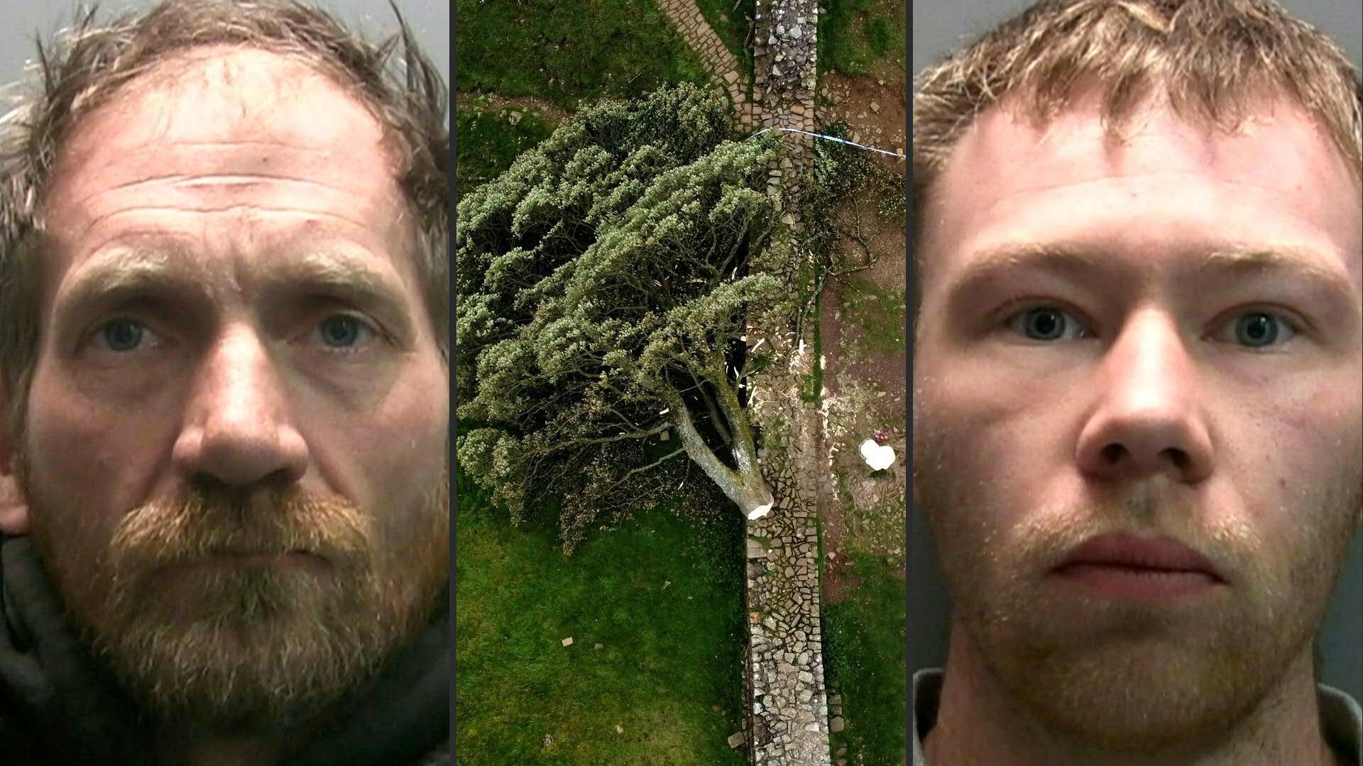 Video: "Robin Hood"-Baum gefällt: Haftstrafen für zwei Männer