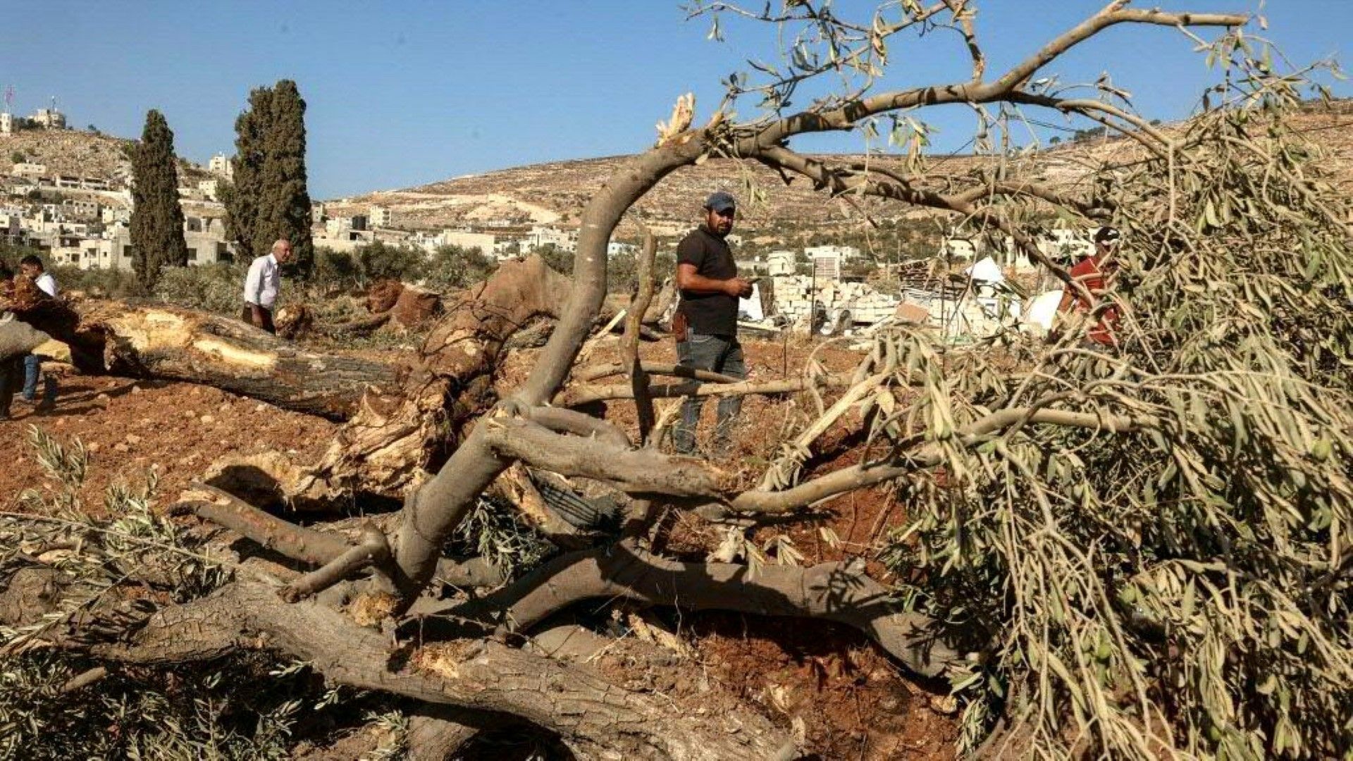 Israelis zerstören hunderte Olivenbäume im Westjordanland
