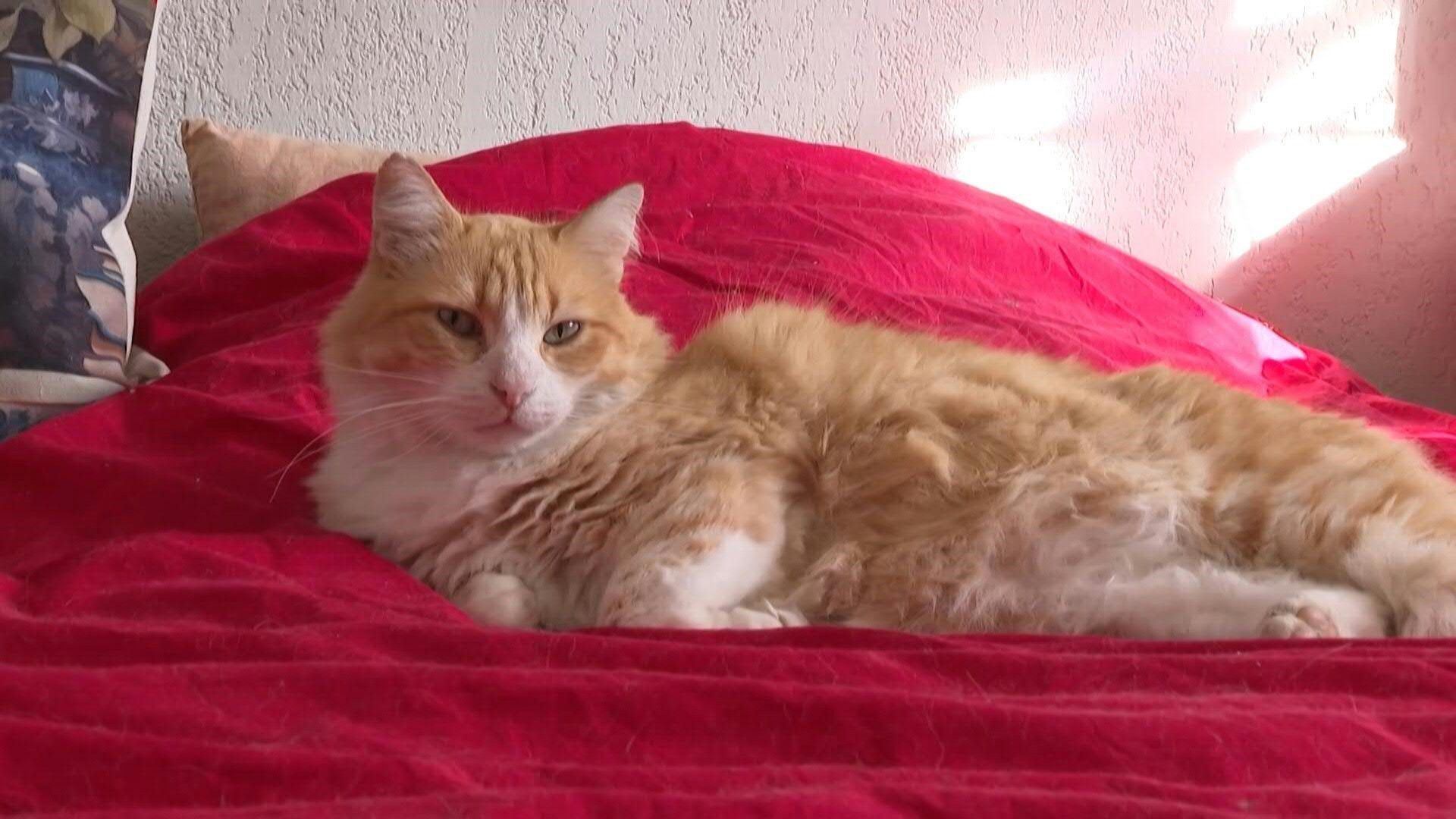 France: Court Sentences Cat to Stay Indoors
