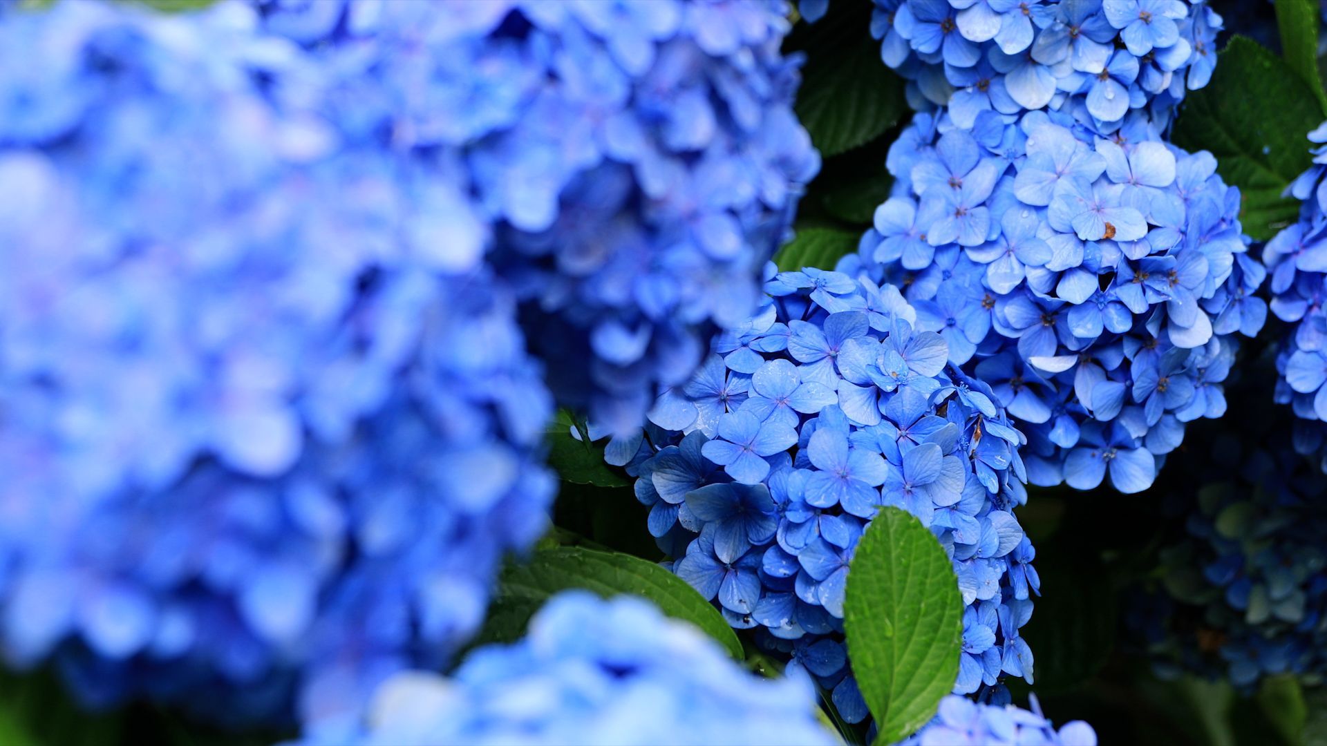 Einfacher Trick: So blühen Hortensien wieder blau