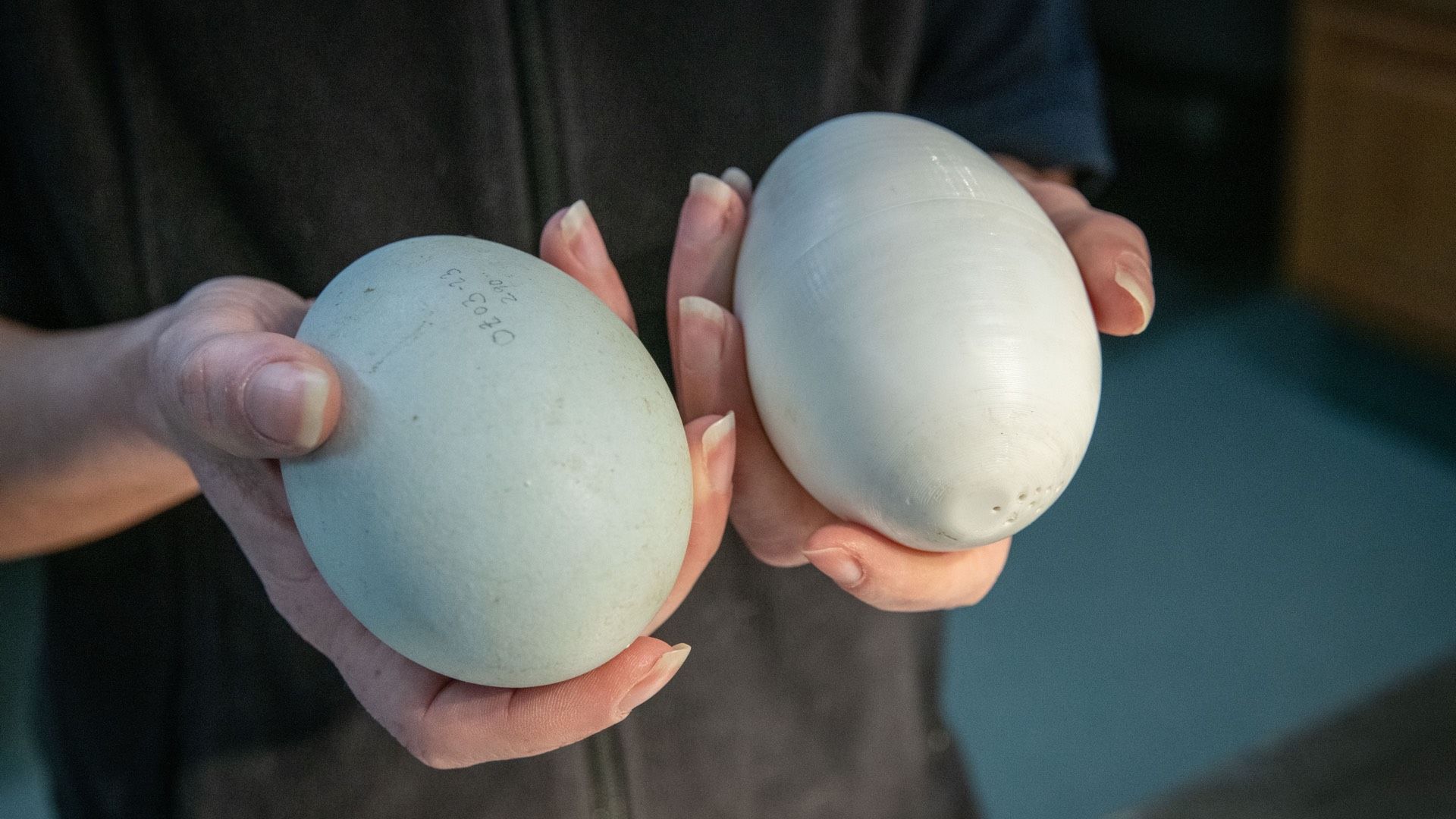 Artenschutz: 'Smart Egg' soll bedrohte Vogelart retten