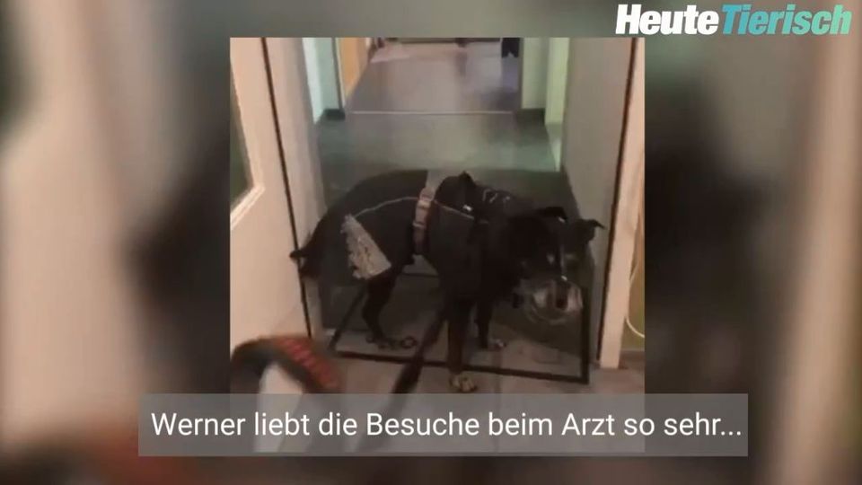 Vierbeiner Will Von Tierarzt Nicht Nach Hause Gehen