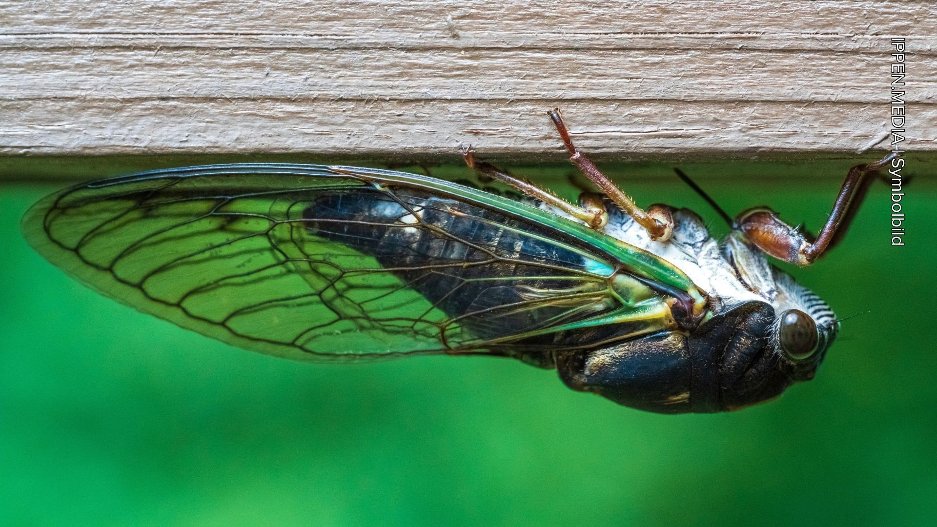 Das Zikaden-Spektakel: Amerikas ohrenbetäubende Naturshow