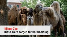 Cologne Zoo: These animals provide real entertainment