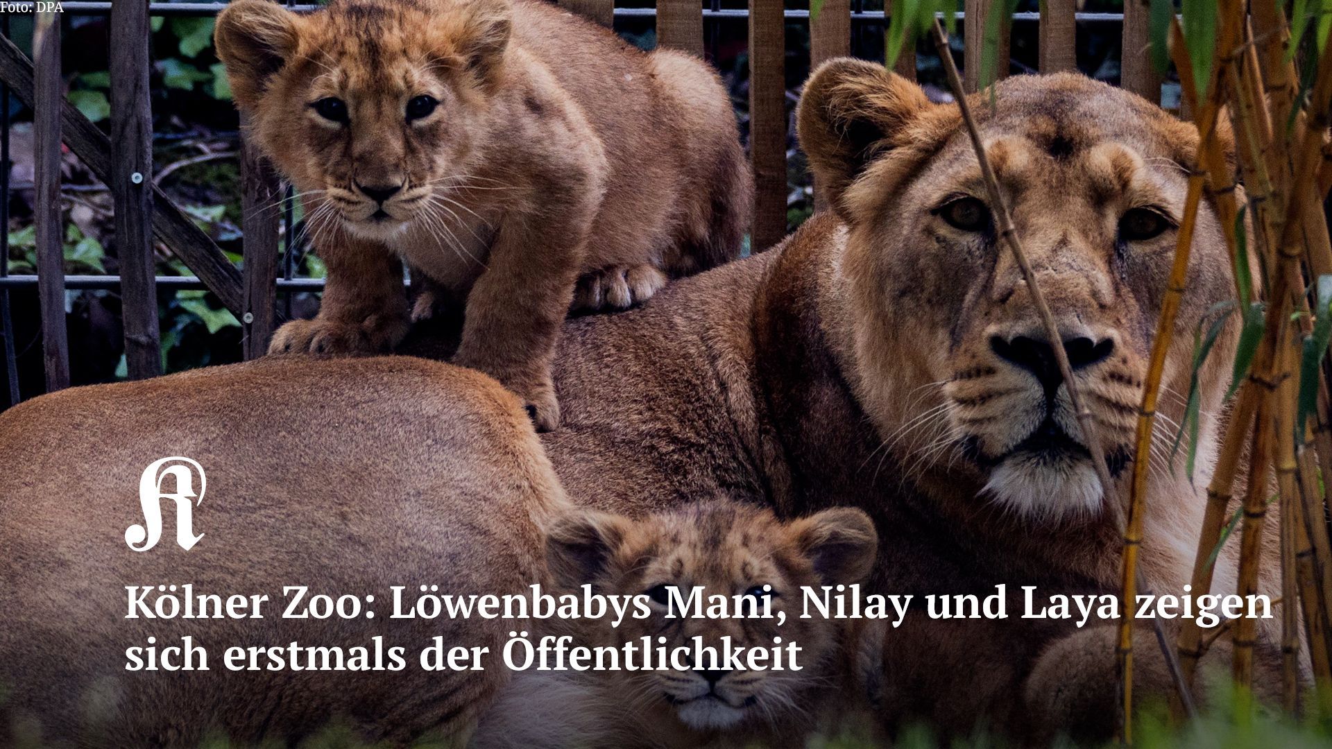 Kölner Zoo: Löwenbabys Mani, Nilay und Laya zeigen sich erstmals der Öffentlichkeit