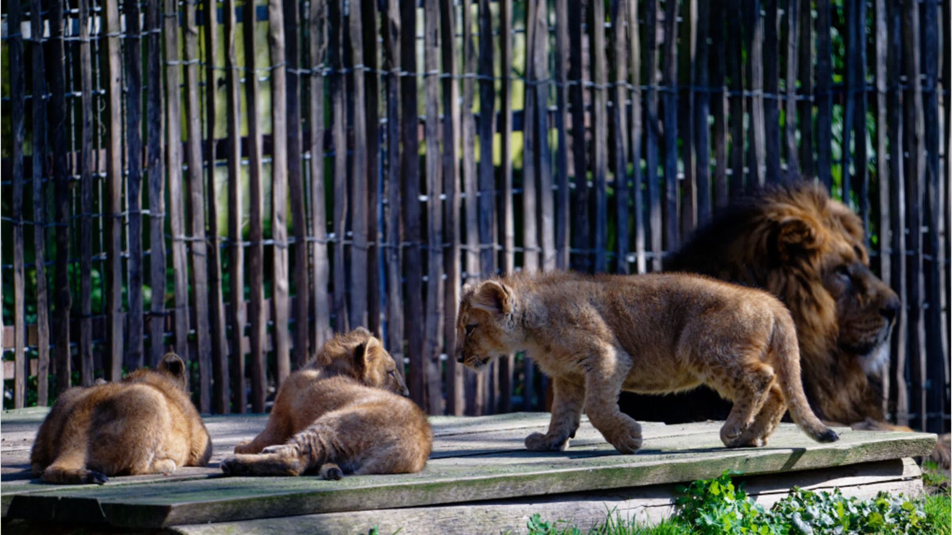 Video: Kölner Zoo: Löwenkinder toben erstmals im Außengehege