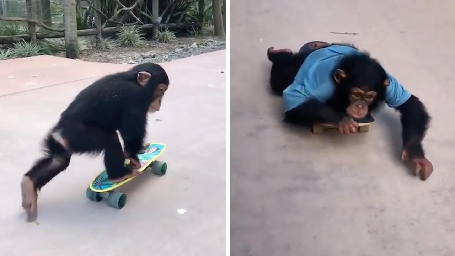 PLAYFUL RESCUE CHIMPANZEE GOES MONKEYING AROUND ON SKATEBOARD