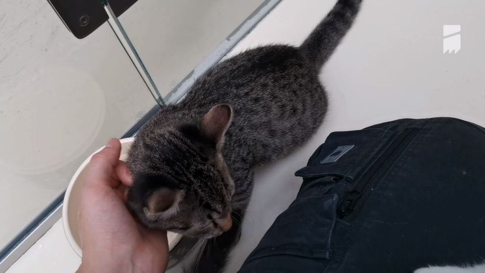 Erleichterung Im Tierheim Nürnberg Verletzter Baby Kater