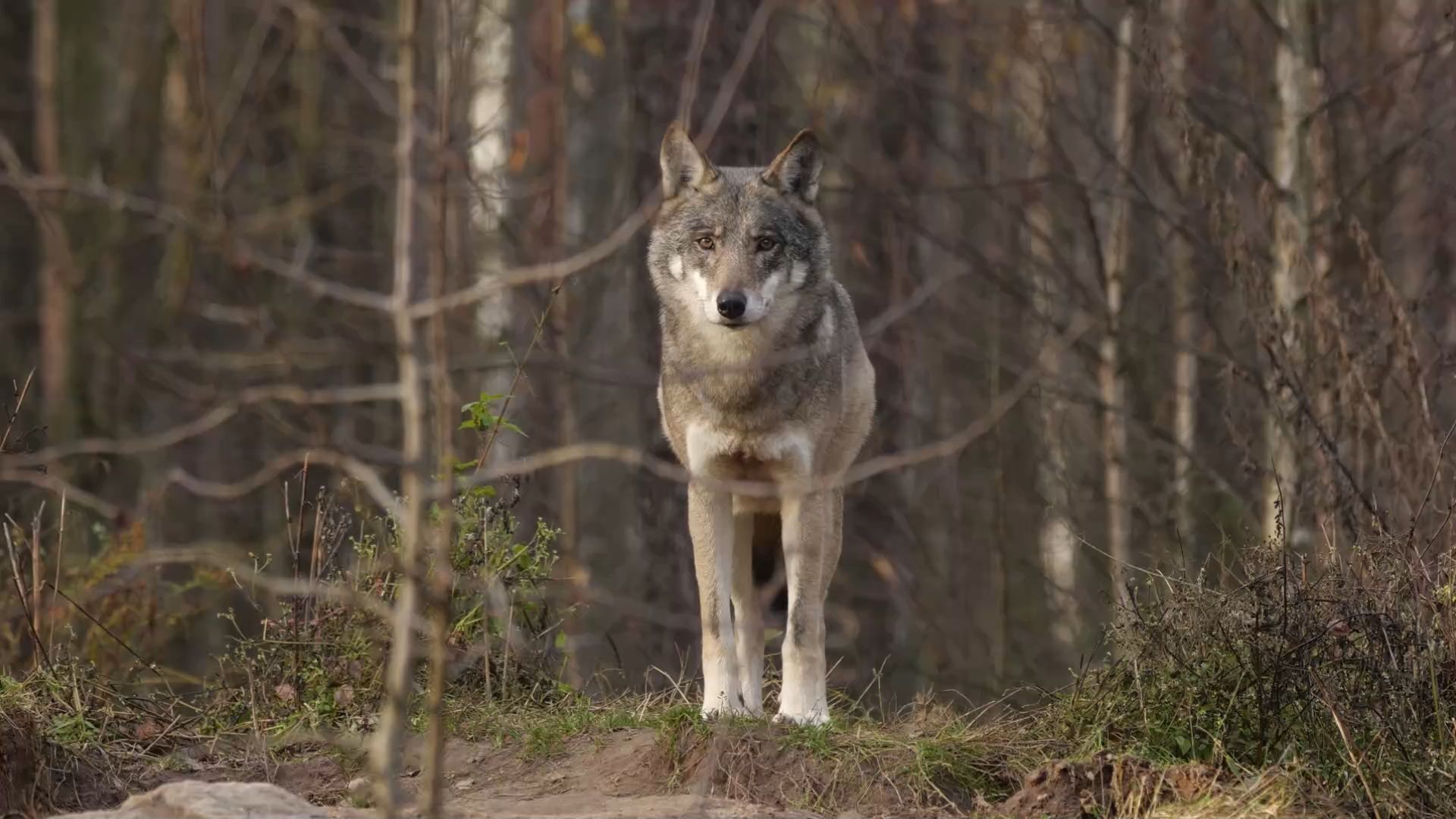 Verhaltenstipps bei Wolfssichtungen in Oberfranken