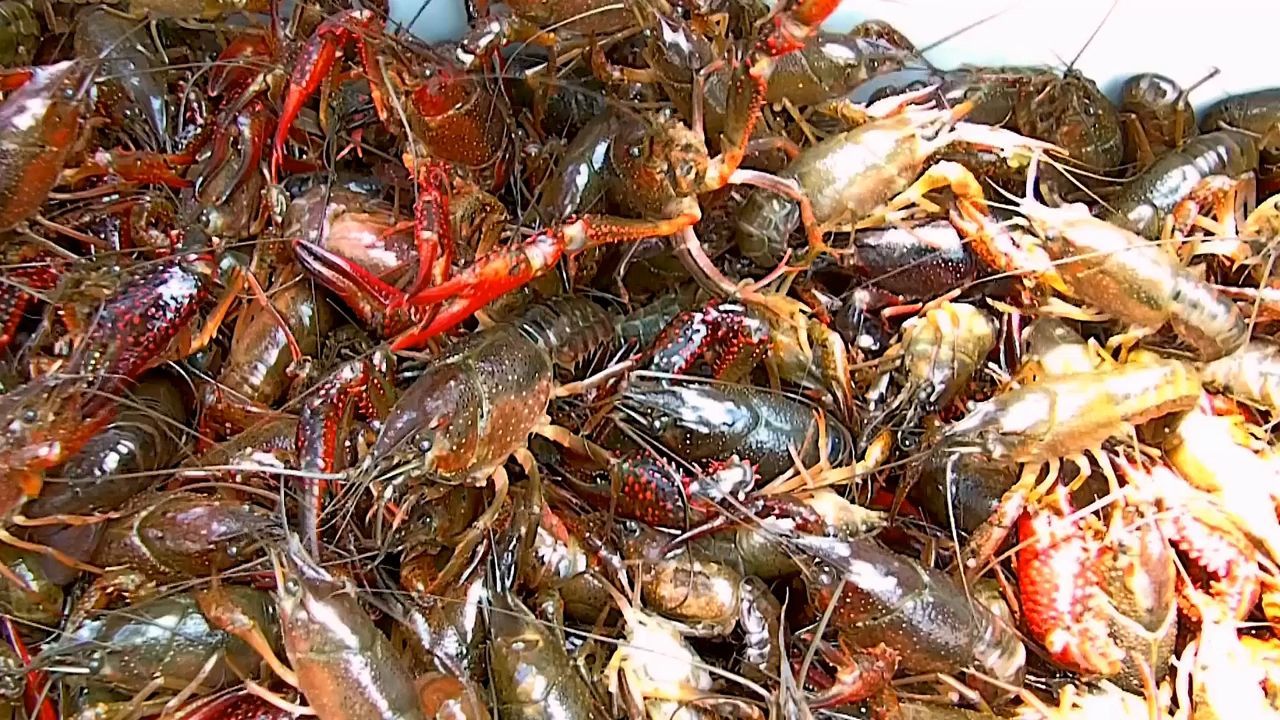 Invasion in Italian Lake: Ecosystem in Crisis - Impacts on Tourism, Economy, and More.