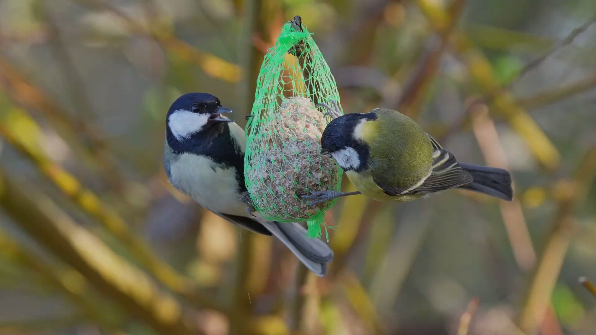 Avoid Hanging Fat Balls: Why You Should Think Twice