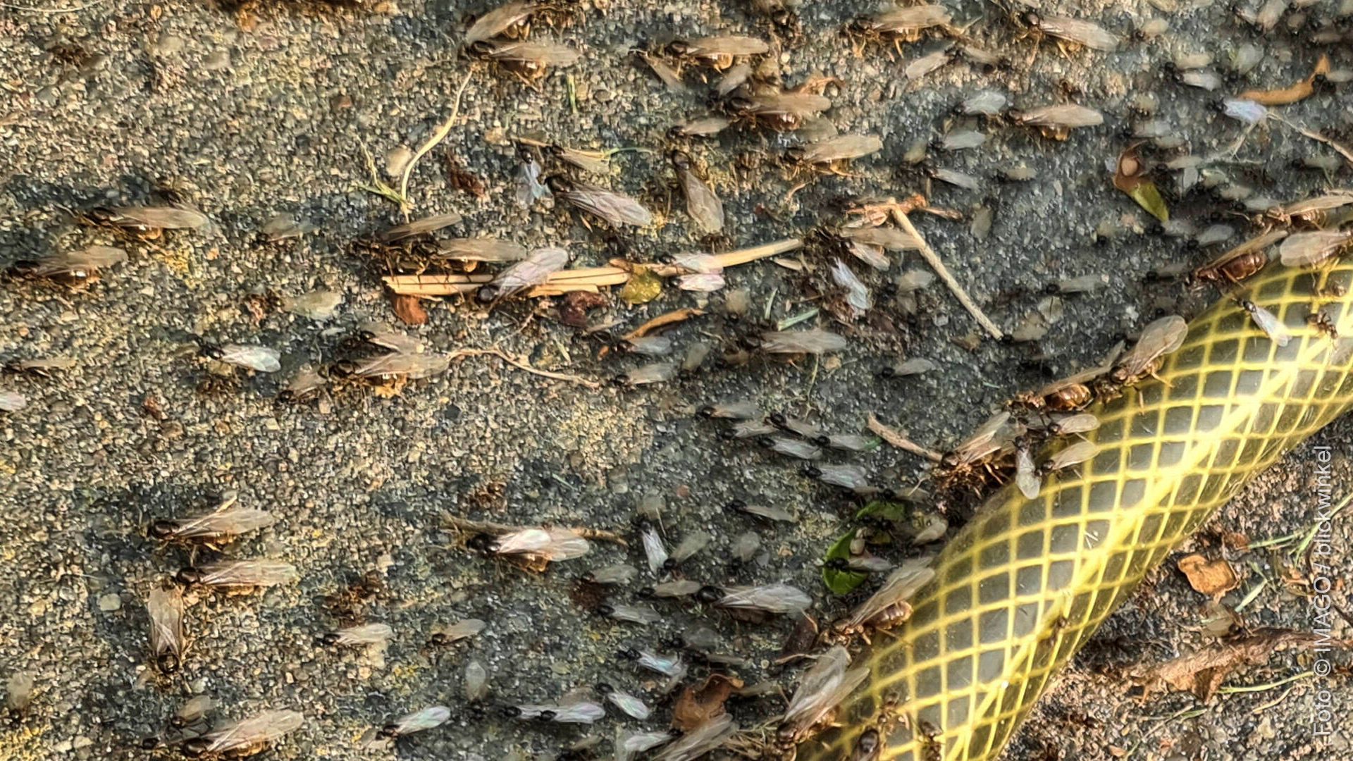 Fliegende Ameisen im Garten bekämpfen mit diesen Hausmitteln