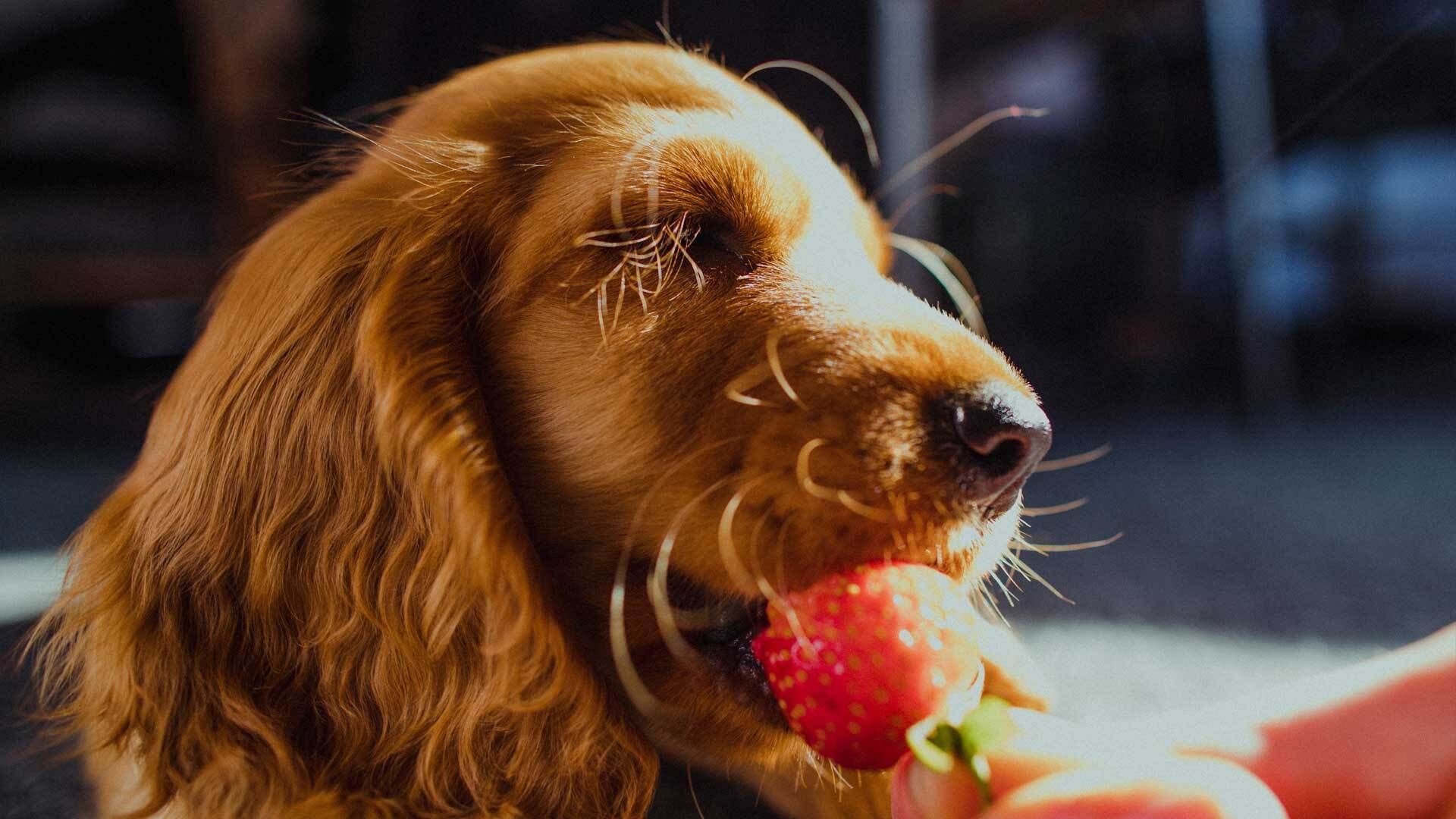 Dürfen Hunde Erdbeeren fressen?