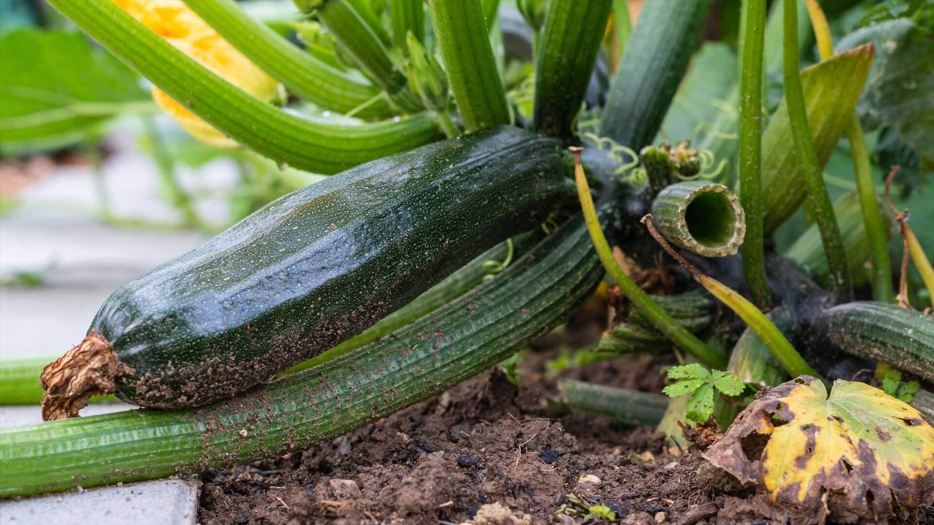 Zucchini pflanzen: Auf diese 3 Dinge solltest du unbedingt achten