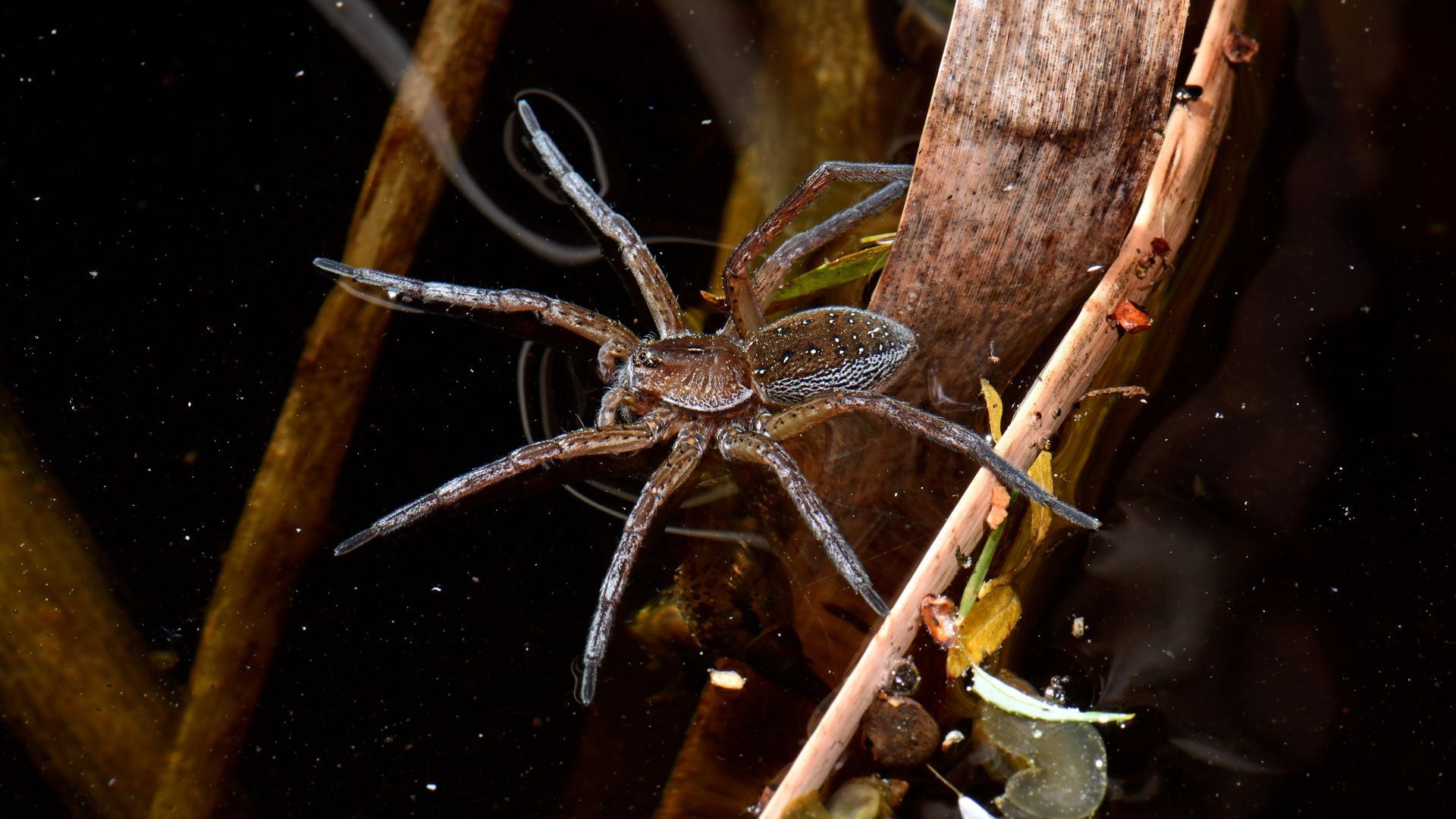 Did you discover a banded water spider? This is how you should act now