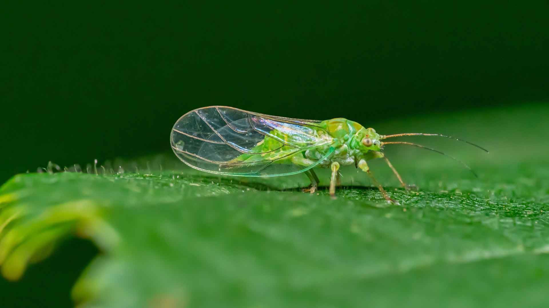 Combat Boxwood Leafhopper: Protect Your Plants Effectively