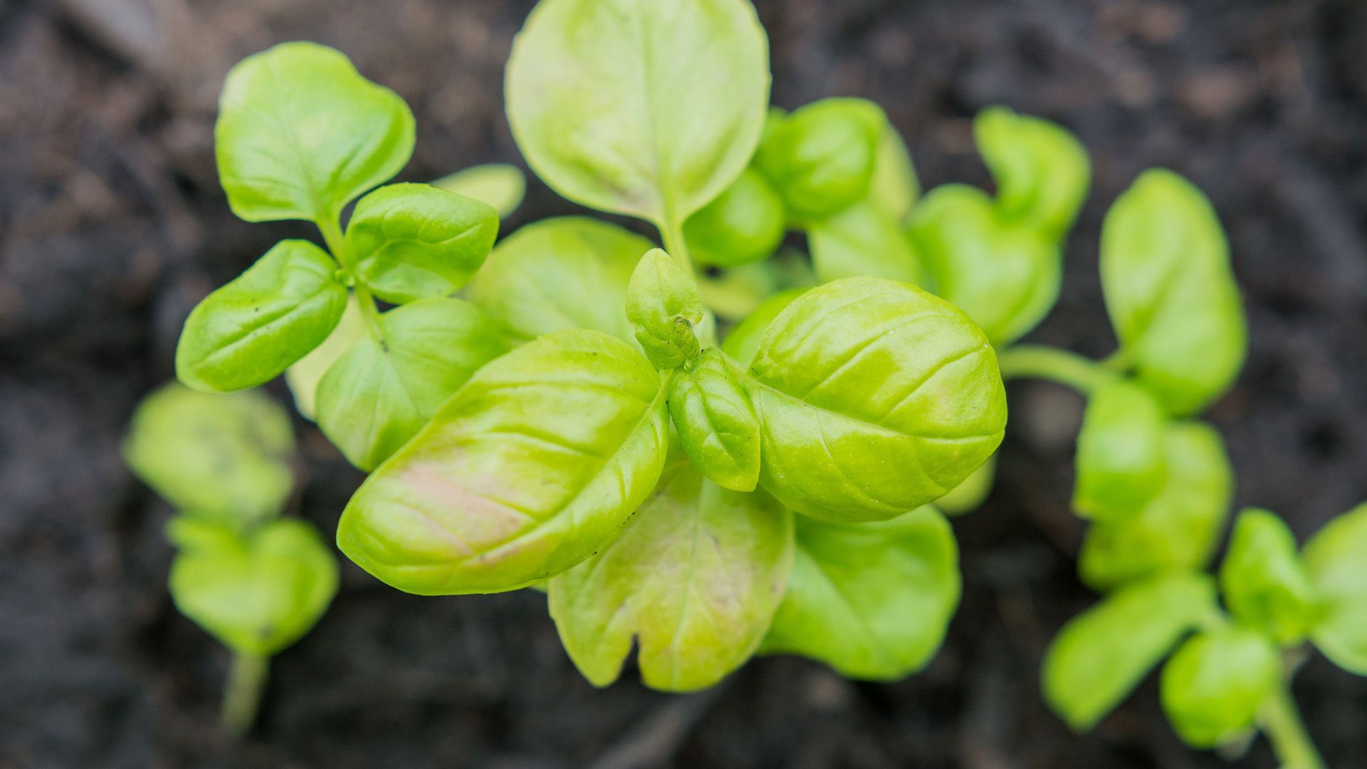 Why Basil Should Not Be Planted in Raised Beds