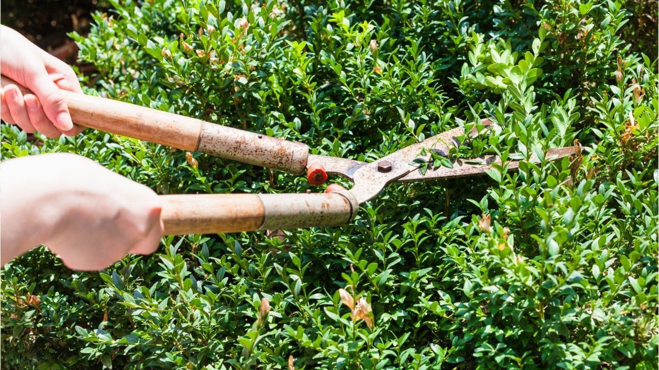 Buchsbaum, Bonsai, Rosmarin: Hier muss man im Mai mit der Gartenschere ran