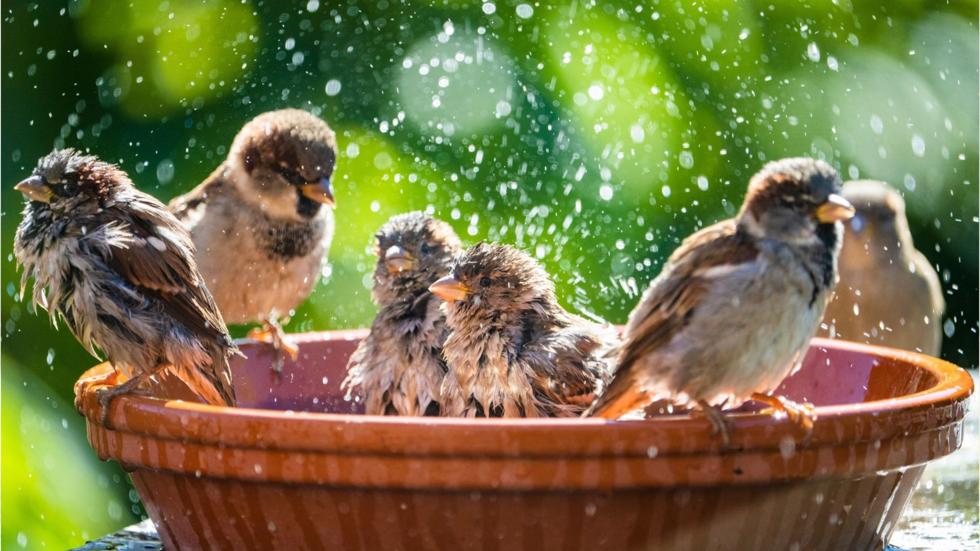 Vogeltränke im Garten: So sollte die Wasserstelle aussehen