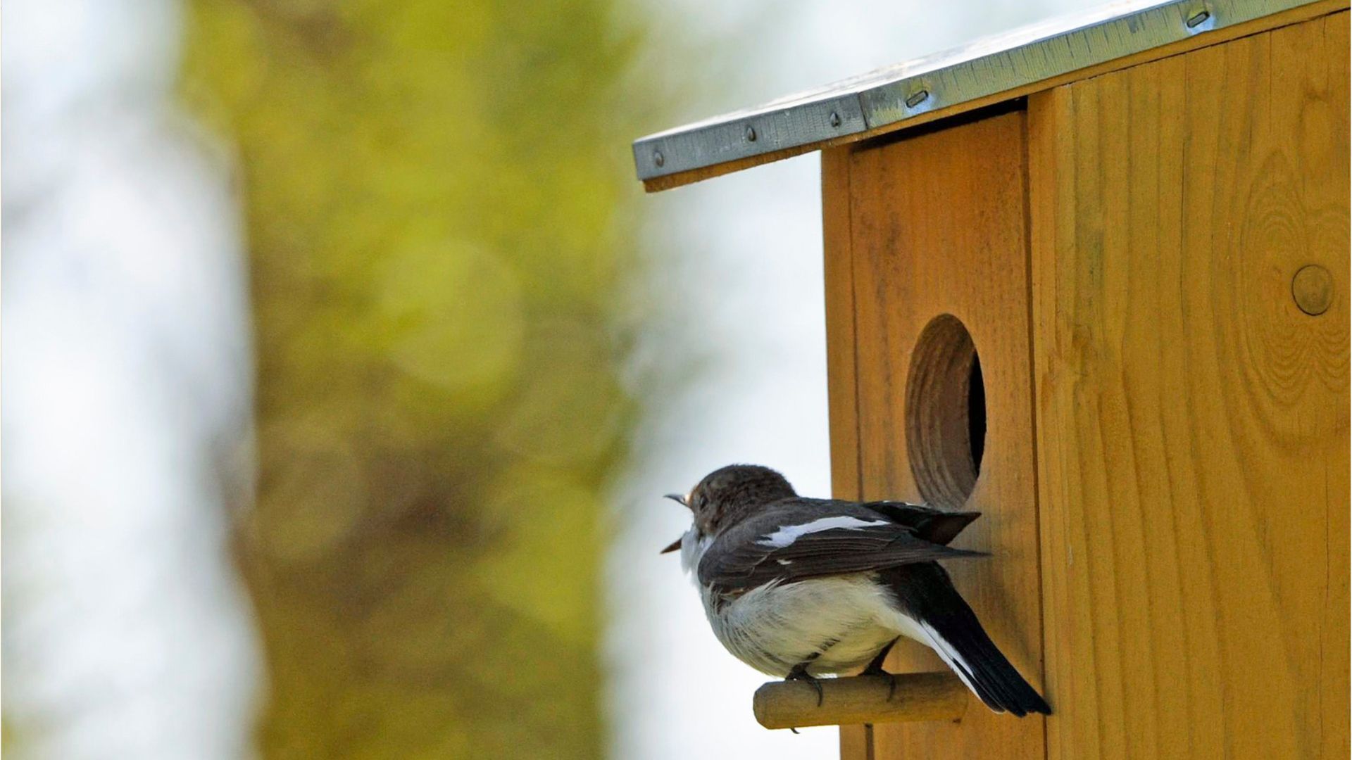 Unterschlupf für Tiere im Winter: Nistkästen im Herbst reinigen