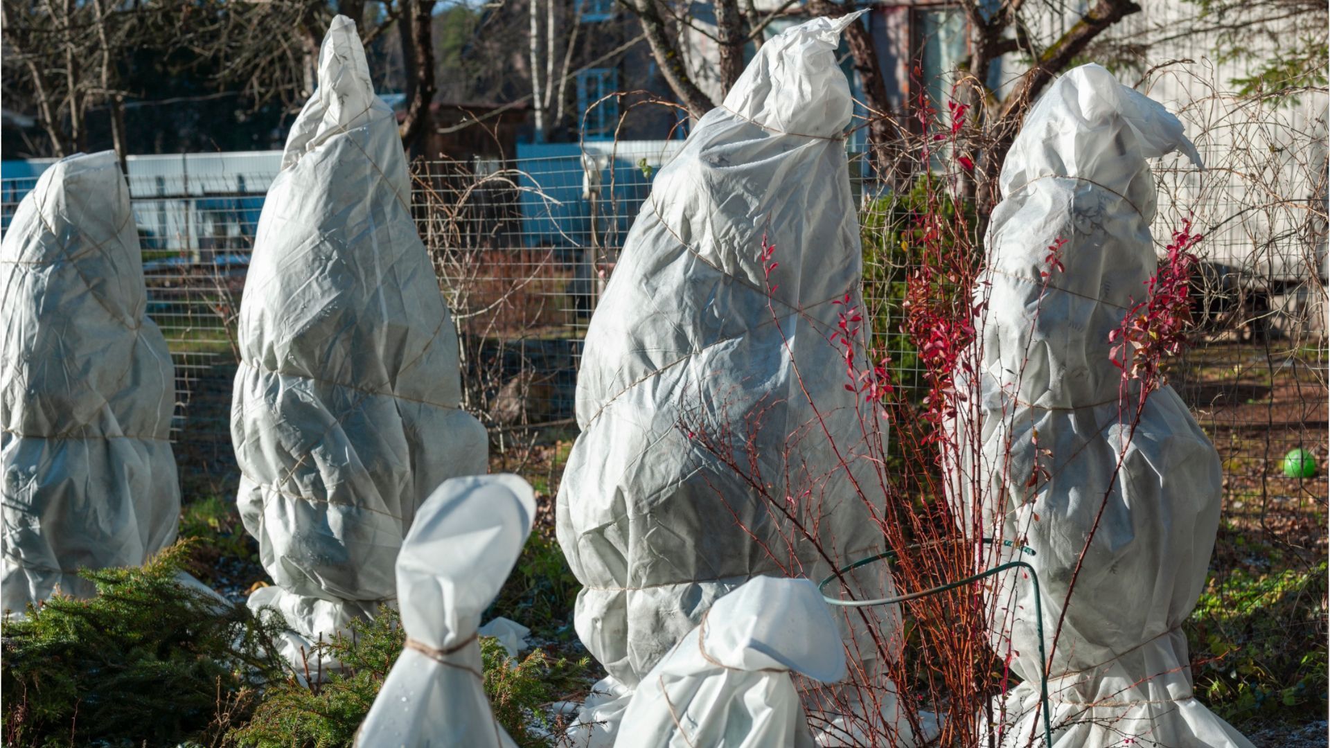 Was bringt ein Wärmeschutzvlies für Pflanzen?
