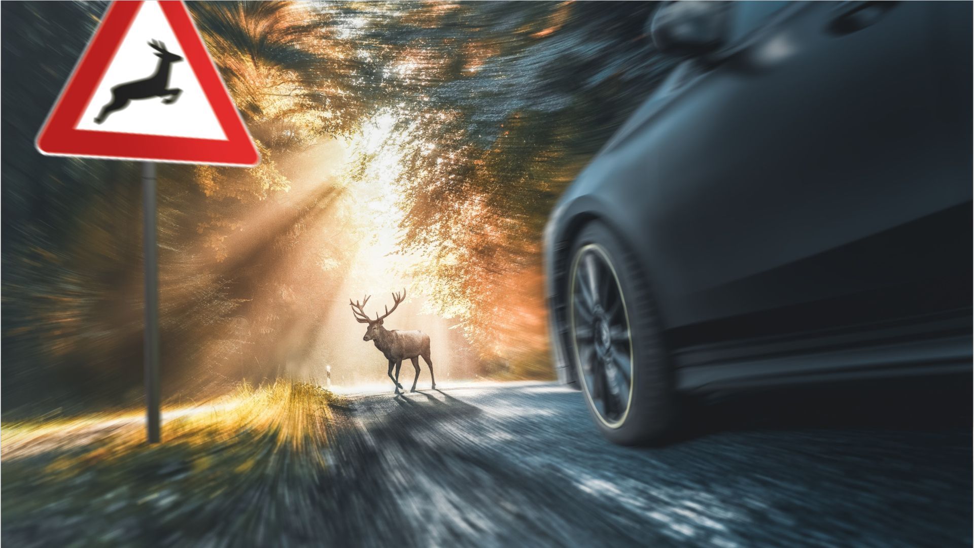 Warum jetzt wieder die Gefahr für Wildunfälle steigt