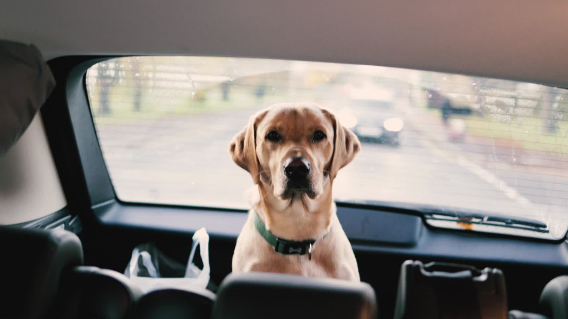 Hitzefalle Auto: So helfen Sie Hunden in Not