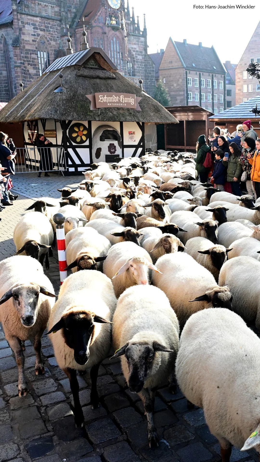 Video: 600 Schafe laufen durch die Nürnberger Innenstadt