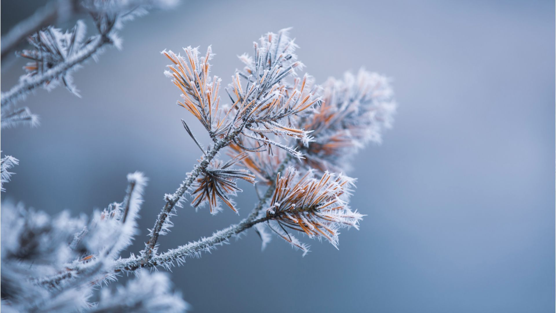 Video: Frost und Nebel zum Dezember – Sonne ab Dienstag möglich