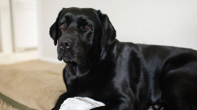 Tierarzt sagt, welche fünf Hunderassen er niemals halten würde – und erklärt, warum