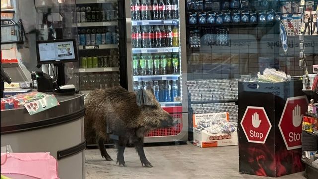 Video: Wildschwein in Berliner Einkaufszentrum (Update)