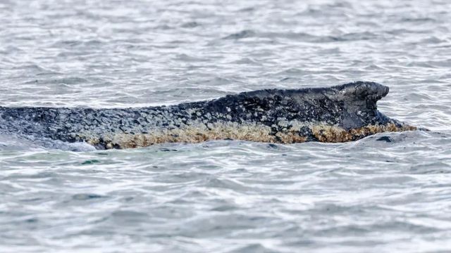Während wir retten wollen, hat das Tier längst losgelassen